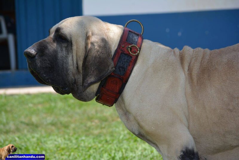 Red leather ddog collar with leopard handprint