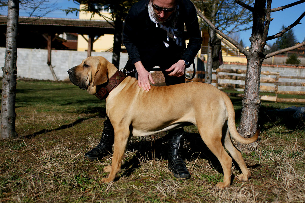 Fila Brasileiro mix breeding  Cross breeding with a Neapolitan Mastiff -  Harakhan Kennel