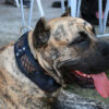 Sauri blue leather dog collar on Dogo Canario