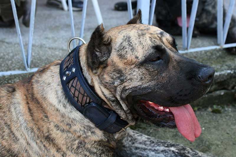 Sauri blue leather dog collar on Dogo Canario