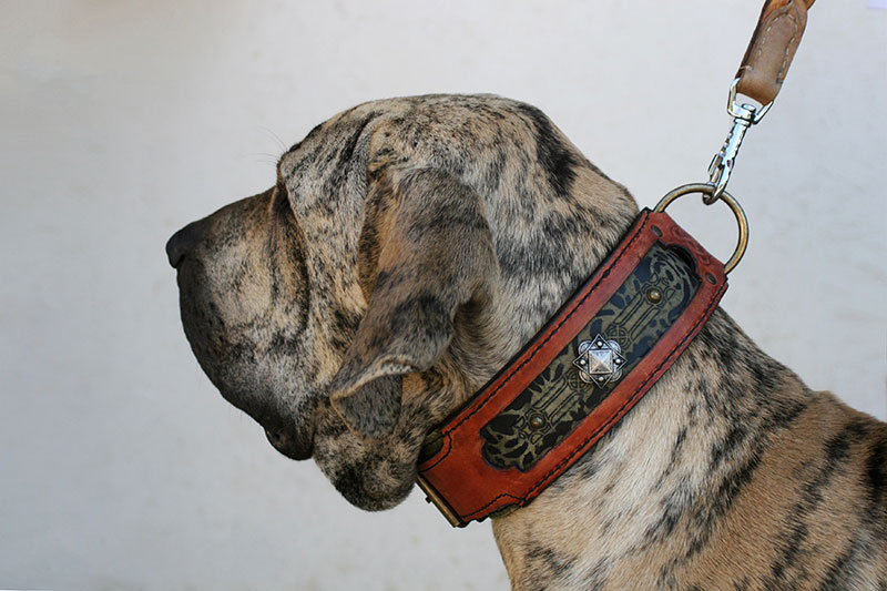 TERRACOTTA JAGUAR | Leather dog collar 