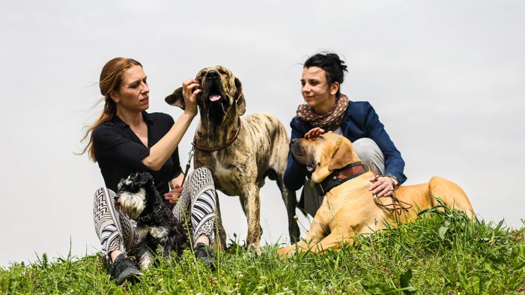 Anstændig Rig mand Human Fila Brasileiro - Harakhan Kennel Dogs