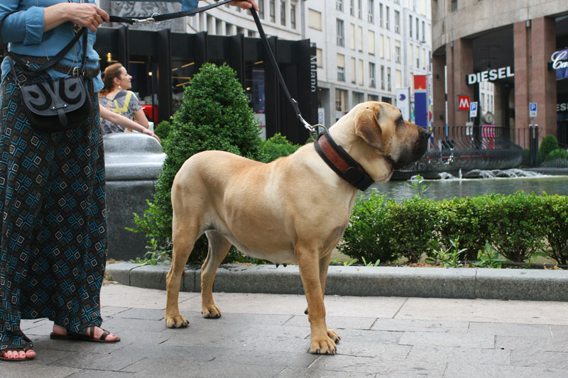 FILA BRASILEIRO (Brazil Mastiff) Dog Breed! DogCastTV! 