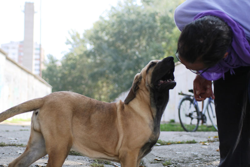 Fila Brasileiro Puppies and Dogs in Pullman, WA - Buy or Adopt