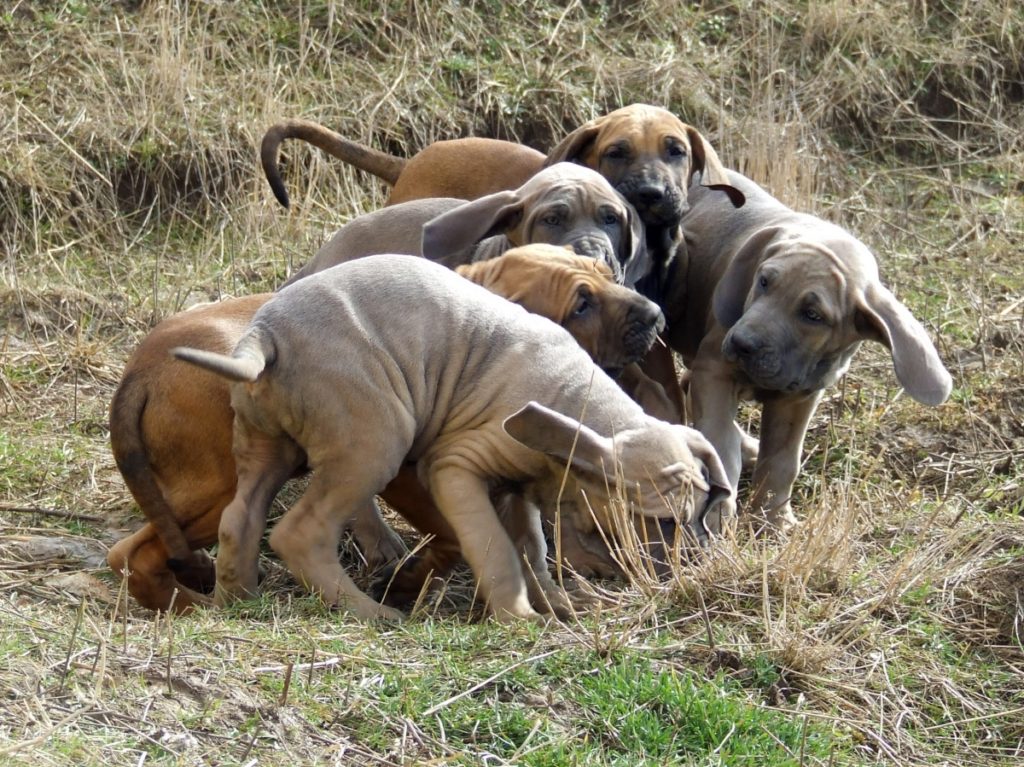 Sanctie Antagonist Trillen Fila Brasileiro - Harakhan Kennel Dogs