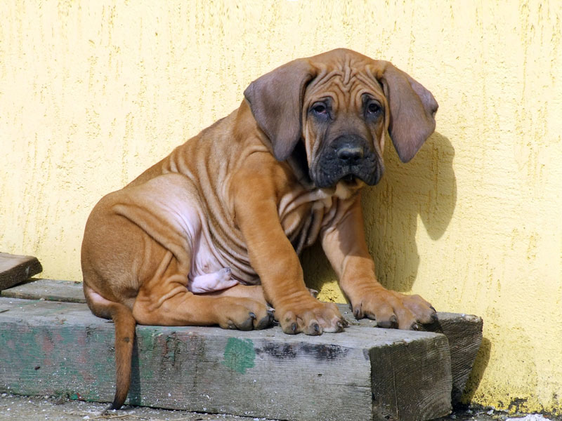 Fila Brasileiro / Brazilian Mastiff Dog two sitting Used to