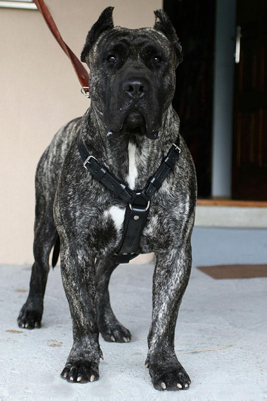 Black leather dog harness on Dogo Canario