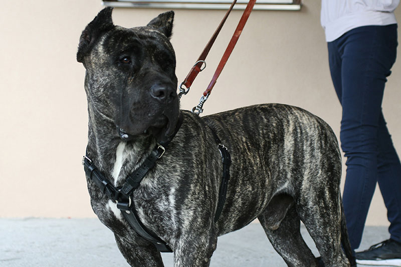 Leather dog harness on large dog breed