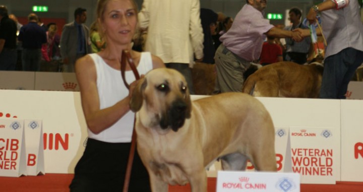 World dog show Milan 3