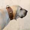 Fila Brasileiro - Bela Harakhan - wearing Shiraz leather dog collar