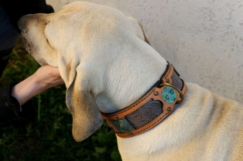 Sauri - handmade leather dog collar on Fila Brasileiro