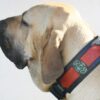 Fila Brasileiro wearing unique dog collar by Workshop Sauri