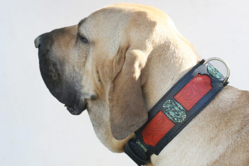 Fila Brasileiro wearing unique dog collar by Workshop Sauri
