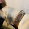 Madava - unique handmade dog collar on Fila Brasileiro - Harakhan kennel