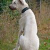 Irish Wolfhound Silver dog collar by Workshop Sauri