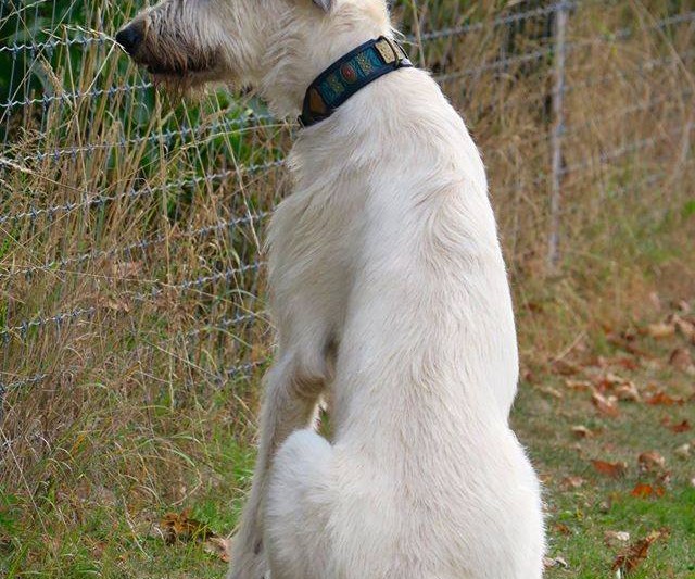 Irish Wolfhound Silver dog collar by Workshop Sauri
