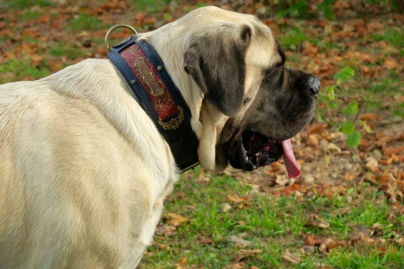 English Mastiff personalized dog collar by Sauri
