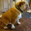 Personalized leather dog collar for Bulldog handmade by Workshop Sauri