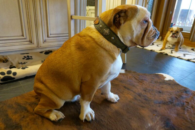 Personalized leather dog collar for Bulldog handmade by Workshop Sauri