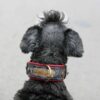 Custom made leather dog collar - Tesla by Workshop Sauri