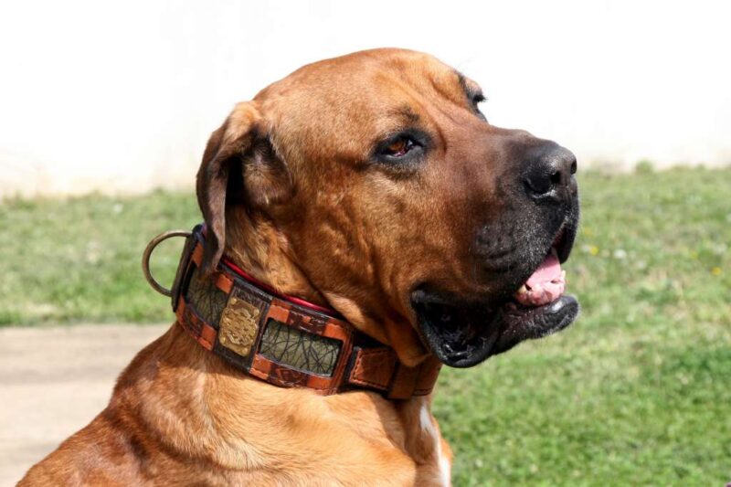 Molosser leather dog collar on Japanese Tosa