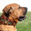 Molosser leather dog collar on Tosa inu
