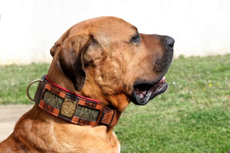 Molosser leather dog collar on Tosa inu