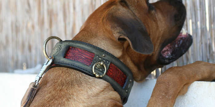 Tosa leather dog collar handmade by Workshop Sauri