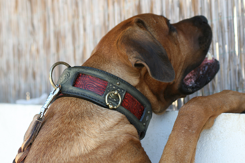 Tosa leather dog collar handmade by Workshop Sauri