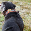 Sheila wearing Sauri dog collar
