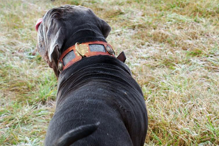 Sheila wearing Sauri dog collar