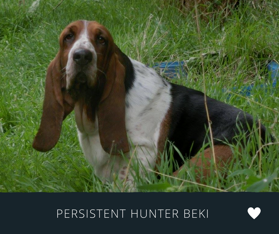 Basset hound female BEKI Kuschelmonster Kennel