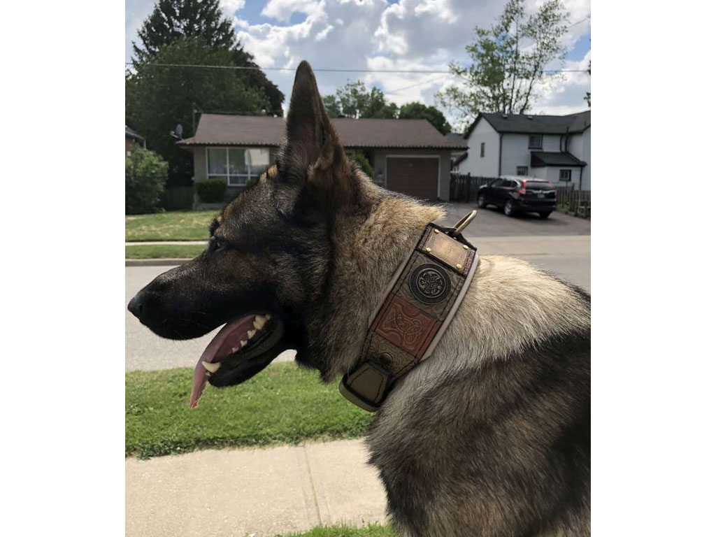 german dog collar