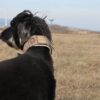 Scythia luxurious hound collar by Workshop Sauri